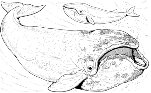 Bowhead Whale Coloring Page